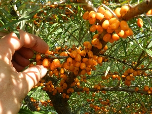 Kenia Ongunstig vragenlijst Fruit-duindoorn