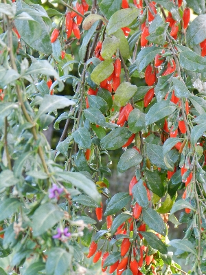 zag liter ketting Fruit-solanum