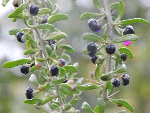 zag liter ketting Fruit-solanum